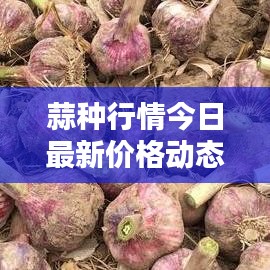 蒜种行情今日最新价格动态更新
